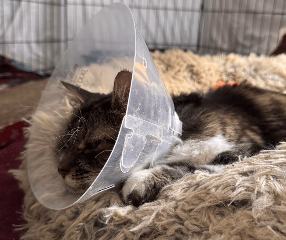 Lorelai the cat lays in a fluffy pet bed with a cone on her head recovering inside a play pen.