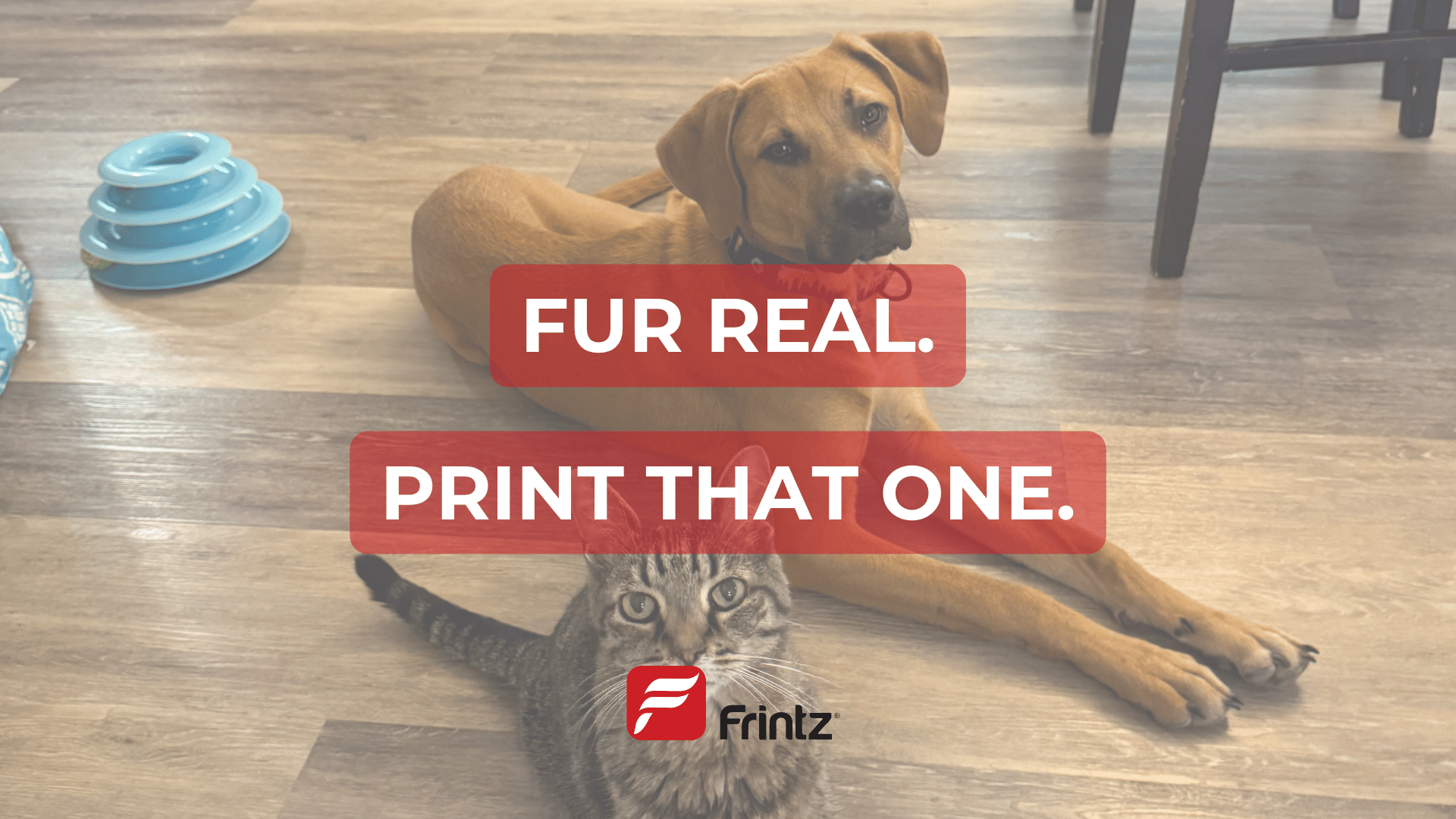 Dog and cat making eye contact with the camera, sitting together, with overlay text that reads “Fur Real—Print That One.”