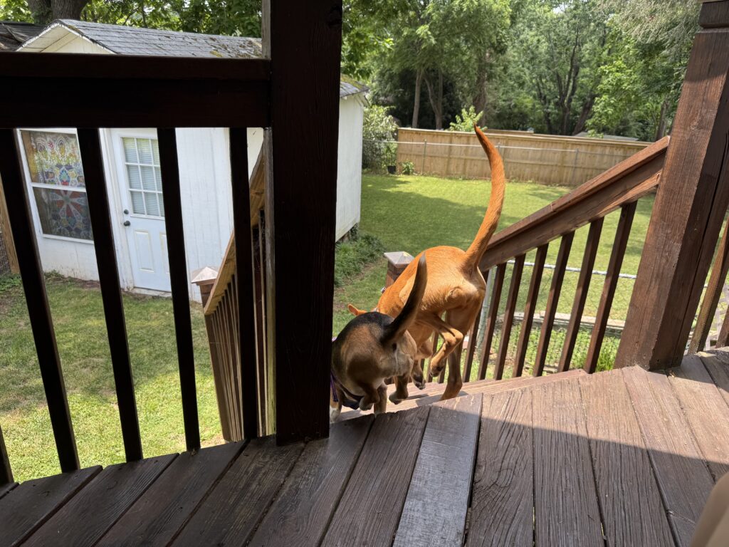 A couple of puppy butts running down the back stairs of a deck in unison. Tails sticking up at the same angle.